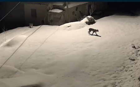 Aç kalan hayvanlar köylere indi!