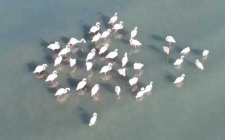 Flamingolar bu yıl da Van'dan göç etmedi