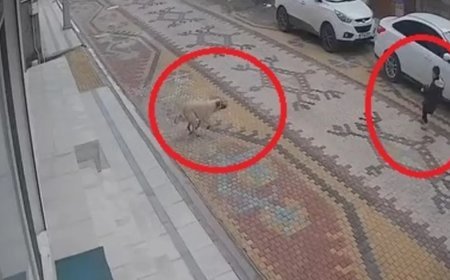 Köpeğin saldırısına uğrayan çocuğu esnaf kurtardı