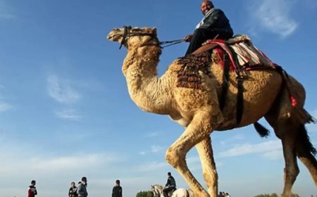 Suudi Arabistan 2 milyondan fazla deveye pasaport verecek. Peki neden?