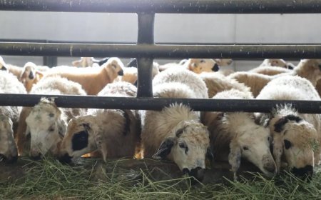 Elazığ'da çiçek hastalığı paniği. 6 köy karantinaya alındı