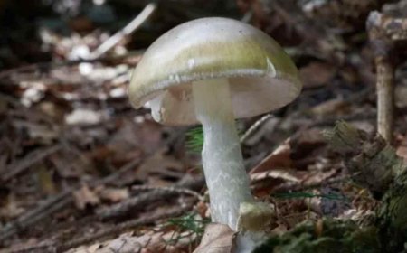 'Ölüm şapkası' mantarının sayısında olağanüstü artış! Pişirmek bile kurtarmıyor