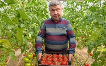 Büyük ilgi görüyor! Eynal domatesi: Simav'da yetişiyor 'coğrafi işaretli'