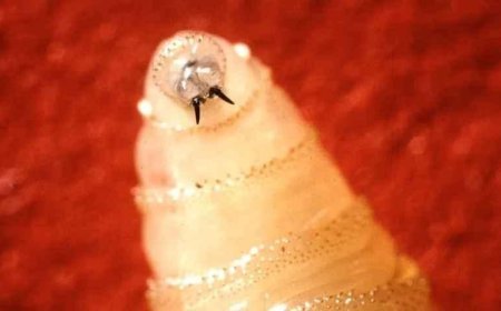 SON DAKİKA HABERLER: .Et yiyen parazit! Tek seferde 300 yumurta bırakıyor: Vücuda girdiği anda...