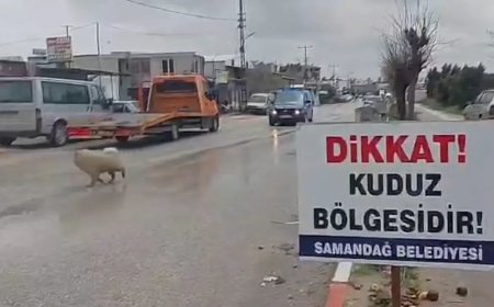 Hatay'da 4 mahalle kuduz nedeniyle karantinaya alındı