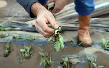 Seralar harap oldu. Üreticiler 5 milyon TL zararda: "3 senemiz gitti."