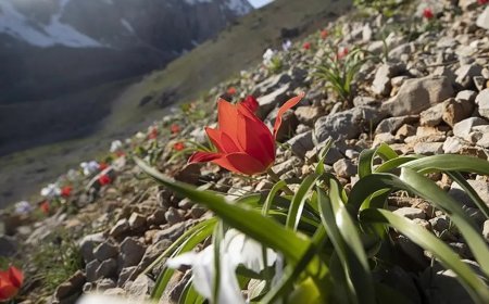 İlk cemre havaya ne zaman düşecek? 2026 cemre düşme tarihleri