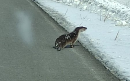 Nesli tehlikede olan su samuru karayoluna indi
