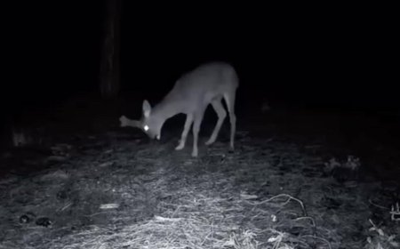 Ganos Dağı'ndaki yaban hayatı fotokapana yansıdı