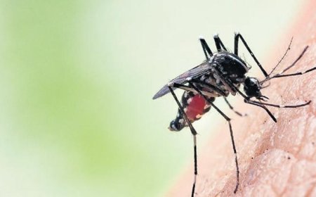 ‘Tropikal’ kâbus