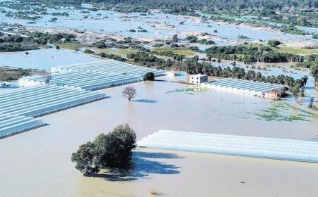 Buğday, arpa, kışlık sebzeler zarar gördü: Sağanak, tarım alanlarını vurdu