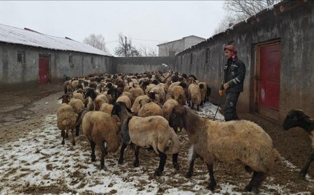 Muş'ta devlet desteğiyle hayvancılık gelişiyor
