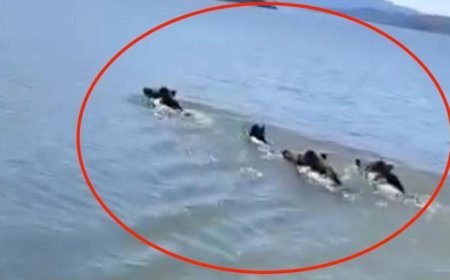 Barajın ortasında sıra dışı sürü! Balıkçı şaşkına döndü, telefona sarıldı