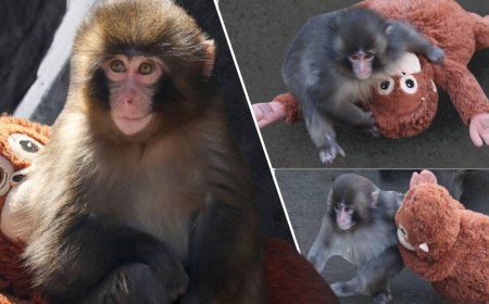SON DAKİKA HABERLER: Dünya yavru maymun Punch'ın konuştu, oyuncağı yok sattı! Hayvanat bahçesinden ilginç açıklama: Ona acımayın
