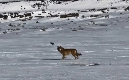 Kars'ta hareket halindeki aracı takip eden kurt kameraya yansıdı