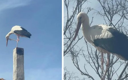 Bu sene bir ilk mi yaşanacak? Eşi geldi, Adem Amca'nın Yaren leylek nöbeti başladı
