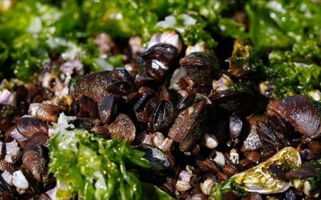İzmir Körfezi’nde midyelerde hepatit A ve norovirüs iddiası! Resmi açıklama geldi