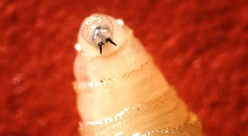 SON DAKİKA HABERLER: .Et yiyen parazit! Tek seferde 300 yumurta bırakıyor: Vücuda girdiği anda...