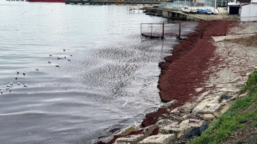 Tekirdağ'da deniz kıyıları kırmızı renge büründü