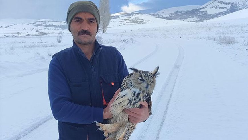 Bayburt’ta puhu yaralı sanıldı, kuduz çıktı! Kendi boynunu kırdı