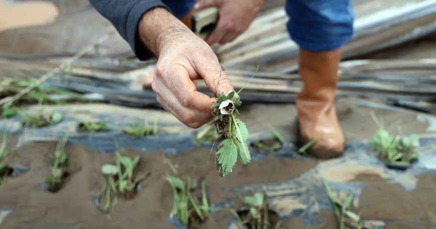 Seralar harap oldu. Üreticiler 5 milyon TL zararda: "3 senemiz gitti."