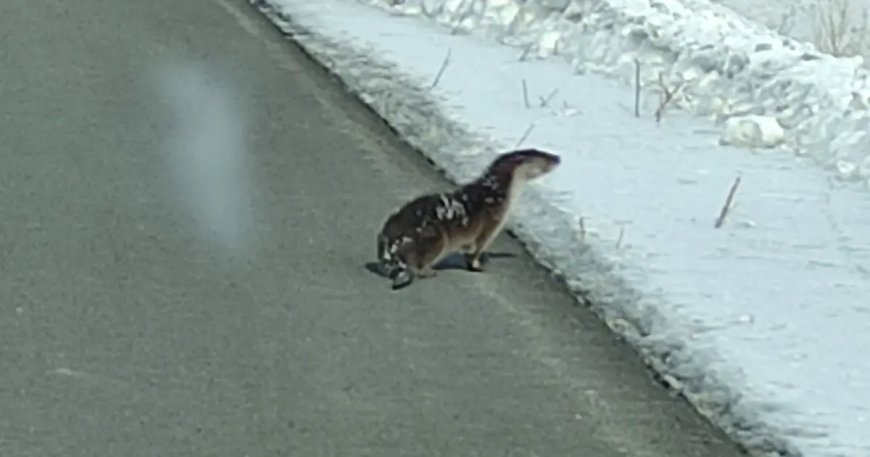 Nesli tehlikede olan su samuru karayoluna indi