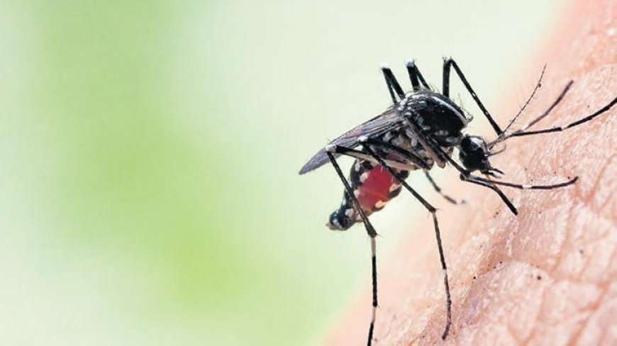 ‘Tropikal’ kâbus