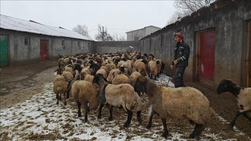 Muş'ta devlet desteğiyle hayvancılık gelişiyor