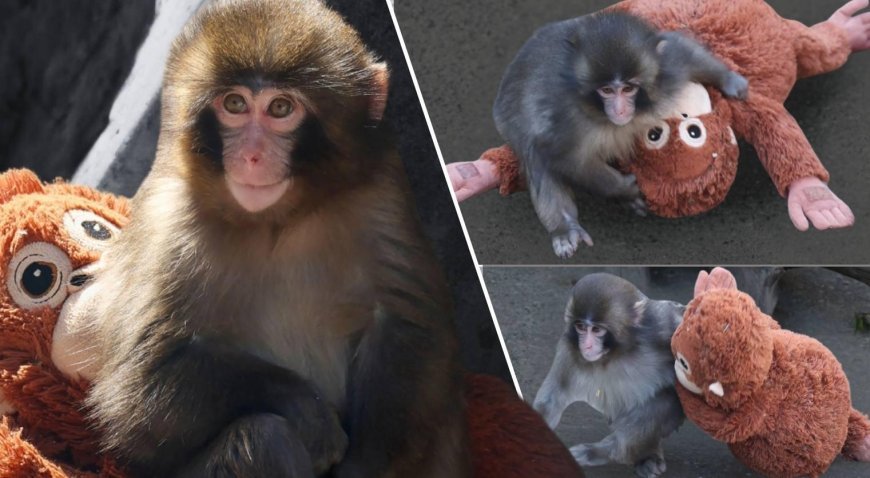 SON DAKİKA HABERLER: Dünya yavru maymun Punch'ın konuştu, oyuncağı yok sattı! Hayvanat bahçesinden ilginç açıklama: Ona acımayın