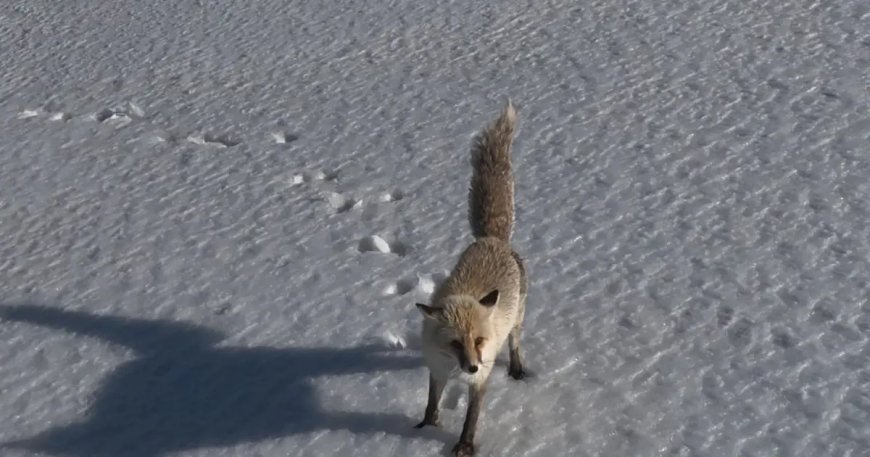 Tilkinin dron ile imtihanı. Verdiği tepki izleyenleri gülümsetti