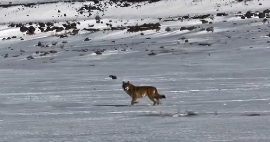 Kars'ta hareket halindeki aracı takip eden kurt kameraya yansıdı