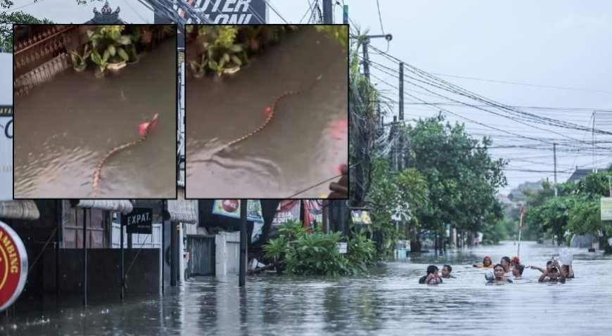 SON DAKİKA HABERLER: Turizm cennetinde korku dolu anlar! Sel sularının arasında devasa yılan görüntülendi
