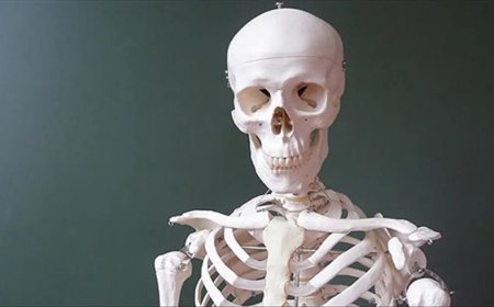 İklim krizi kemiklerimizi eritiyor: Atmosferdeki karbondioksit artışı iskelet sistemini zayıflatıyor