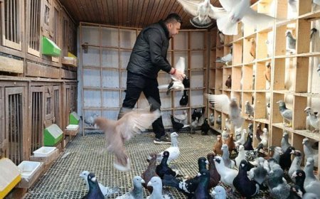Memurluğu bırakıp güvercin yetiştiricisi oldu, otomobil fiyatına satıyor