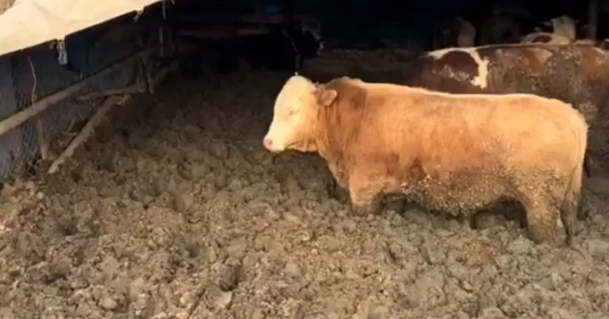 Hayvanları kilo alsınlar diye çamura sapladılar, cezayı yediler