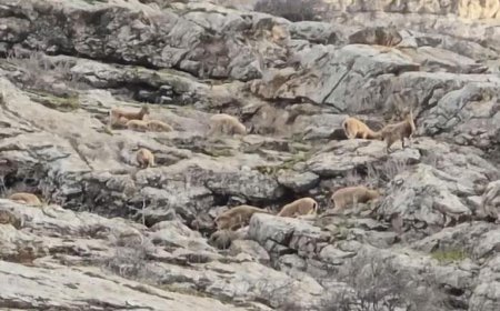 Yer: Hakkari! Doğanın sessiz misafirleri ortaya çıktı: Sürü halinde...