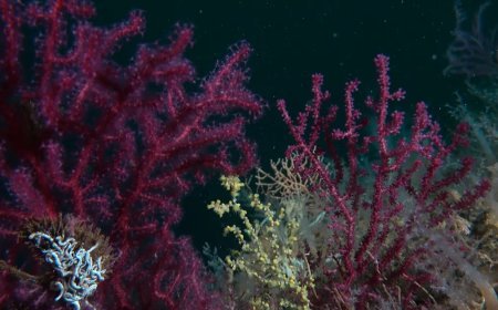 Bakan Kurum: Denizlerin ormanı mercanları yeniden yaşamla buluşturuyoruz