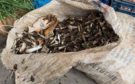 Doğada kendiliğinden yetişiyor! Kilosu 250 liradan satılıyor