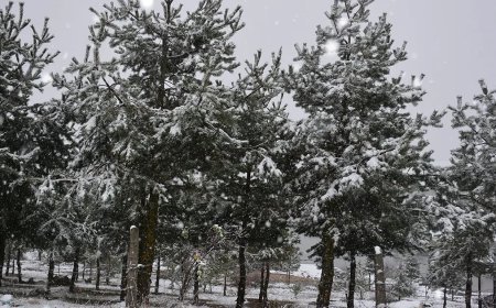 Bahar yerine kar geri geldi