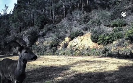 Tekirdağ'da 3 karaca fotokapanla görüntülendi