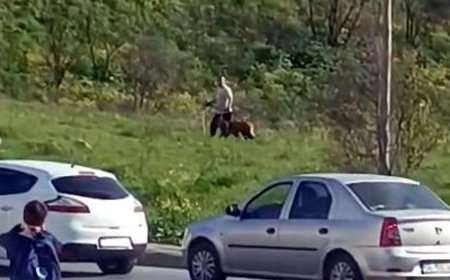 Avcılar'da köpeğe şiddet. Çevredekilerin tepkilerine aldırış etmedi