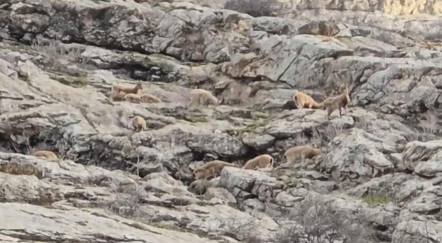 Yer: Hakkari! Doğanın sessiz misafirleri ortaya çıktı: Sürü halinde...