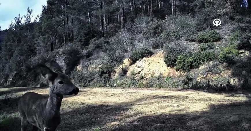 Tekirdağ'da 3 karaca fotokapanla görüntülendi