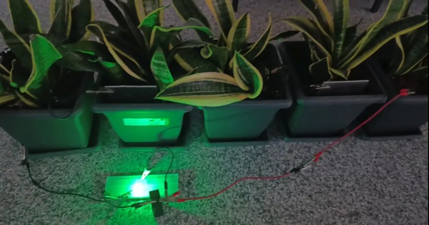 Her şey çocuğun sorusuyla başladı. Bitkilerden üretildi, bir odaya yetiyor