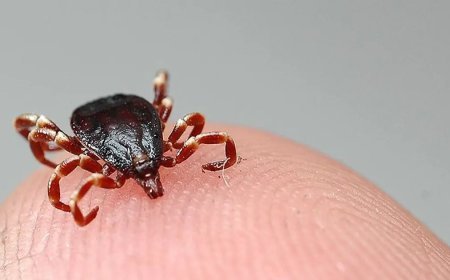 Kastamonu'da kene yapıştı İstanbul'da öldü. KKKA teşhisi konulan kadın hayatını kaybetti