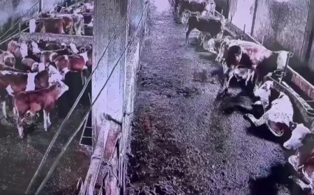 İnsanların hissetmediği depremi inekler hissetti