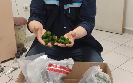 Kapıkule Sınır Kapısı’nda yolcu otobüsünde 2 bin 125 canlı yeşil alg ele geçirildi