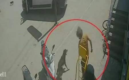 Kedinin üzerine bastı, köpeği tekmeledi