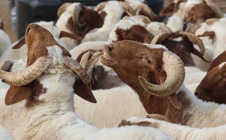 Bayram tatili ne zaman başlıyor? 9 günlük Kurban Bayramı tatili için geri sayım