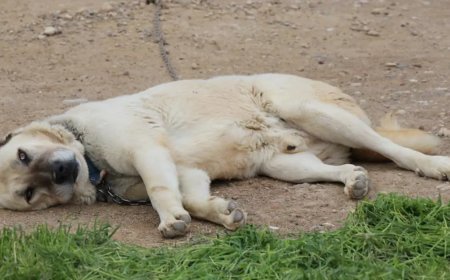 Kangallar depresyonda: Tüyleri dökülüyor, mutsuzlar